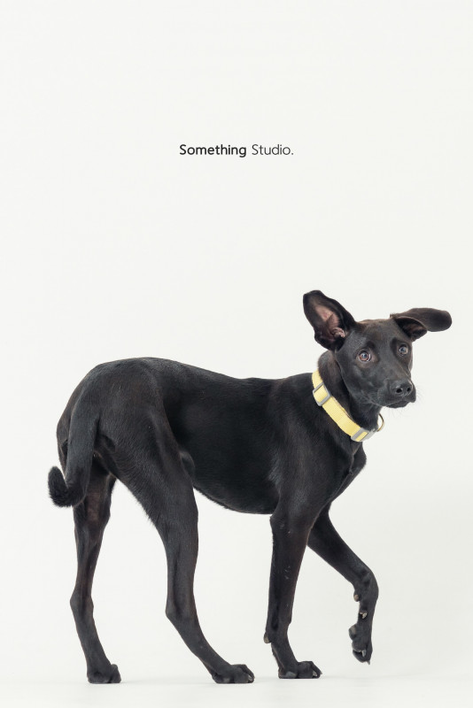 SOMETHINGSTUDIO,三牲工作室,三牲,中途攝影,寵物寫真,寵物攝影,寵物肖像,毛孩,毛孩寫真,汪星人,喵星人,兔星人,狗,米克斯,領養不棄養,領養代替購買