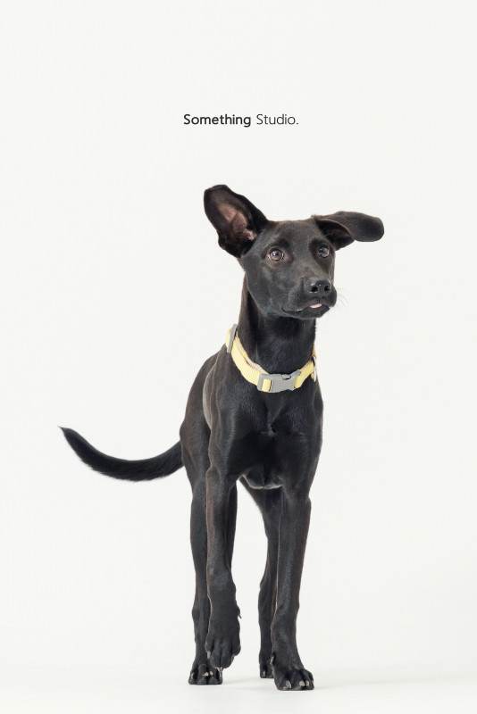 SOMETHINGSTUDIO,三牲工作室,三牲,中途攝影,寵物寫真,寵物攝影,寵物肖像,毛孩,毛孩寫真,汪星人,喵星人,兔星人,狗,米克斯,領養不棄養,領養代替購買