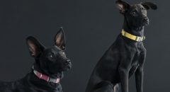 SOMETHINGSTUDIO,三牲工作室,三牲,中途攝影,寵物寫真,寵物攝影,寵物肖像,毛孩,毛孩寫真,汪星人,喵星人,兔星人,狗,米克斯,領養不棄養,領養代替購買