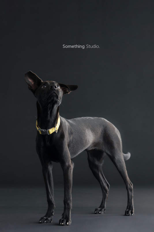 SOMETHINGSTUDIO,三牲工作室,三牲,中途攝影,寵物寫真,寵物攝影,寵物肖像,毛孩,毛孩寫真,汪星人,喵星人,兔星人,狗,米克斯,領養不棄養,領養代替購買