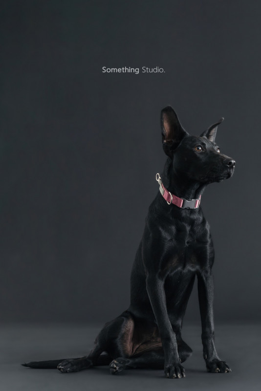 SOMETHINGSTUDIO,三牲工作室,三牲,中途攝影,寵物寫真,寵物攝影,寵物肖像,毛孩,毛孩寫真,汪星人,喵星人,兔星人,狗,米克斯,領養不棄養,領養代替購買