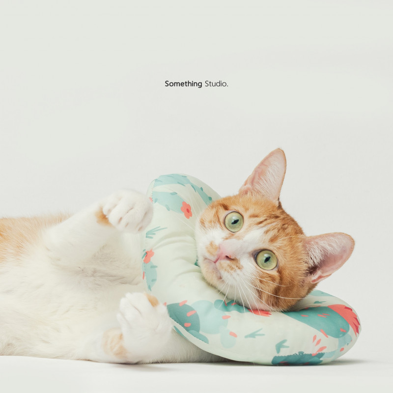 SOMETHINGSTUDIO,三牲工作室,三牲,中途攝影,寵物寫真,寵物攝影,寵物肖像,毛孩,毛孩寫真,汪星人,喵星人,兔星人,狗,米克斯,領養不棄養,領養代替購買