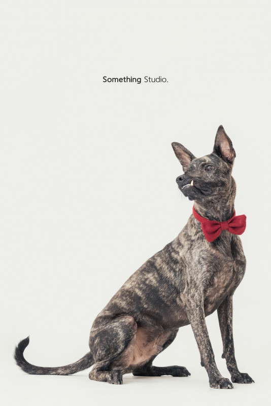 SOMETHINGSTUDIO,三牲工作室,三牲,中途攝影,寵物寫真,寵物攝影,寵物肖像,毛孩,毛孩寫真,汪星人,喵星人,兔星人,狗,米克斯,領養不棄養,領養代替購買