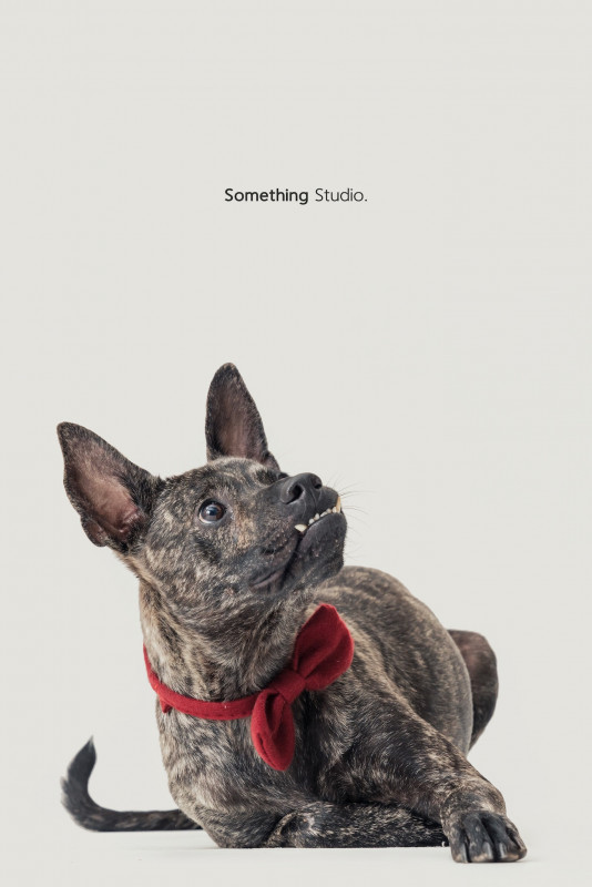 SOMETHINGSTUDIO,三牲工作室,三牲,中途攝影,寵物寫真,寵物攝影,寵物肖像,毛孩,毛孩寫真,汪星人,喵星人,兔星人,狗,米克斯,領養不棄養,領養代替購買