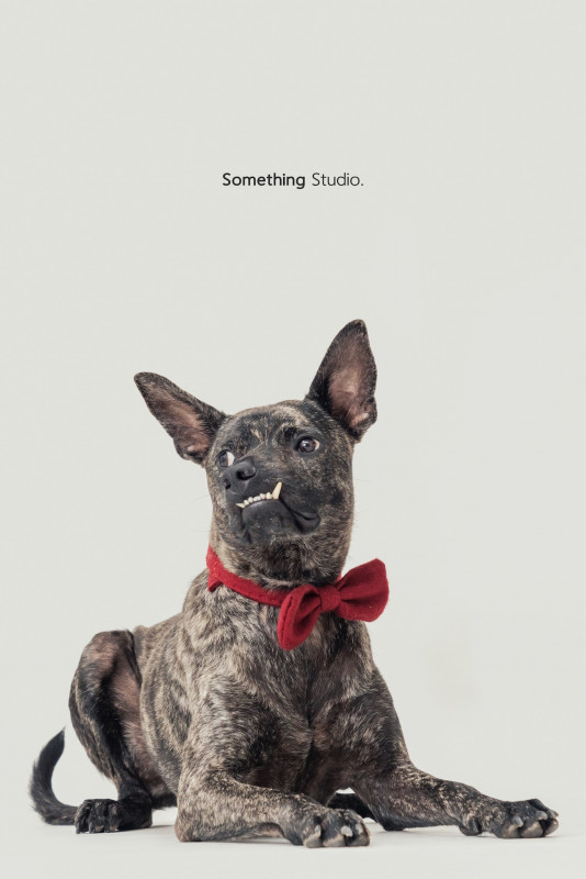 SOMETHINGSTUDIO,三牲工作室,三牲,中途攝影,寵物寫真,寵物攝影,寵物肖像,毛孩,毛孩寫真,汪星人,喵星人,兔星人,狗,米克斯,領養不棄養,領養代替購買