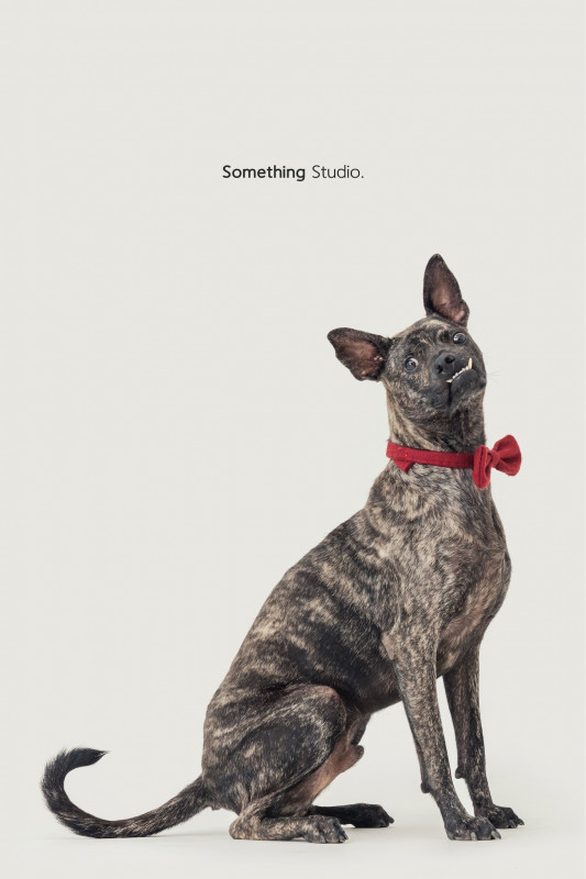 SOMETHINGSTUDIO,三牲工作室,三牲,中途攝影,寵物寫真,寵物攝影,寵物肖像,毛孩,毛孩寫真,汪星人,喵星人,兔星人,狗,米克斯,領養不棄養,領養代替購買