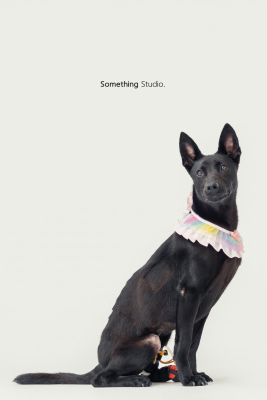 SOMETHINGSTUDIO,三牲工作室,三牲,中途攝影,寵物寫真,寵物攝影,寵物肖像,毛孩,毛孩寫真,汪星人,喵星人,兔星人,狗,米克斯,領養不棄養,領養代替購買