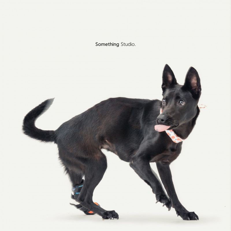SOMETHINGSTUDIO,三牲工作室,三牲,中途攝影,寵物寫真,寵物攝影,寵物肖像,毛孩,毛孩寫真,汪星人,喵星人,兔星人,狗,米克斯,領養不棄養,領養代替購買