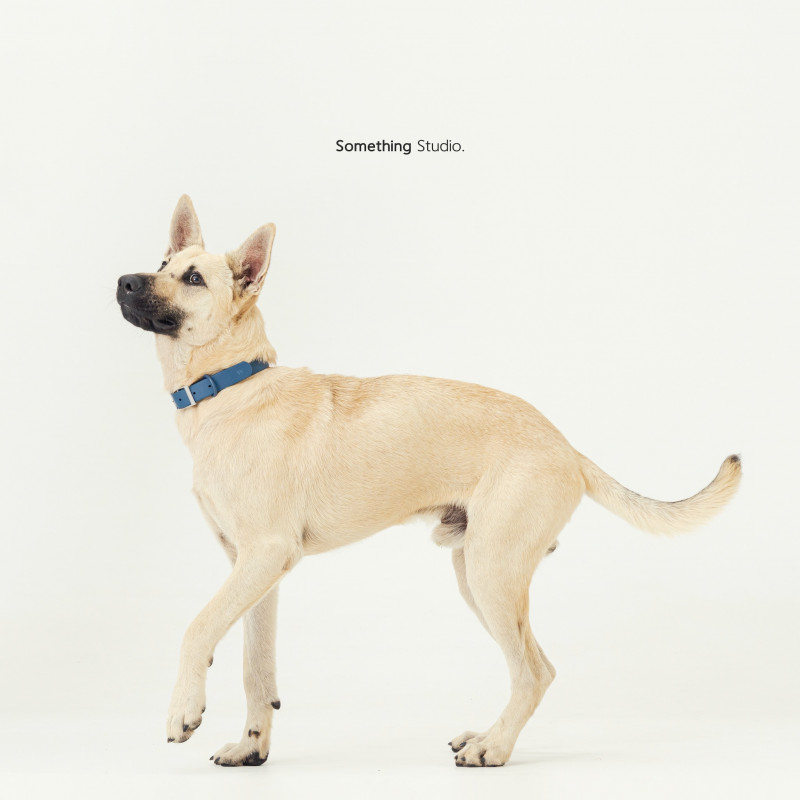 SOMETHINGSTUDIO,三牲工作室,三牲,中途攝影,寵物寫真,寵物攝影,寵物肖像,毛孩,毛孩寫真,汪星人,喵星人,兔星人,狗,米克斯,領養不棄養,領養代替購買