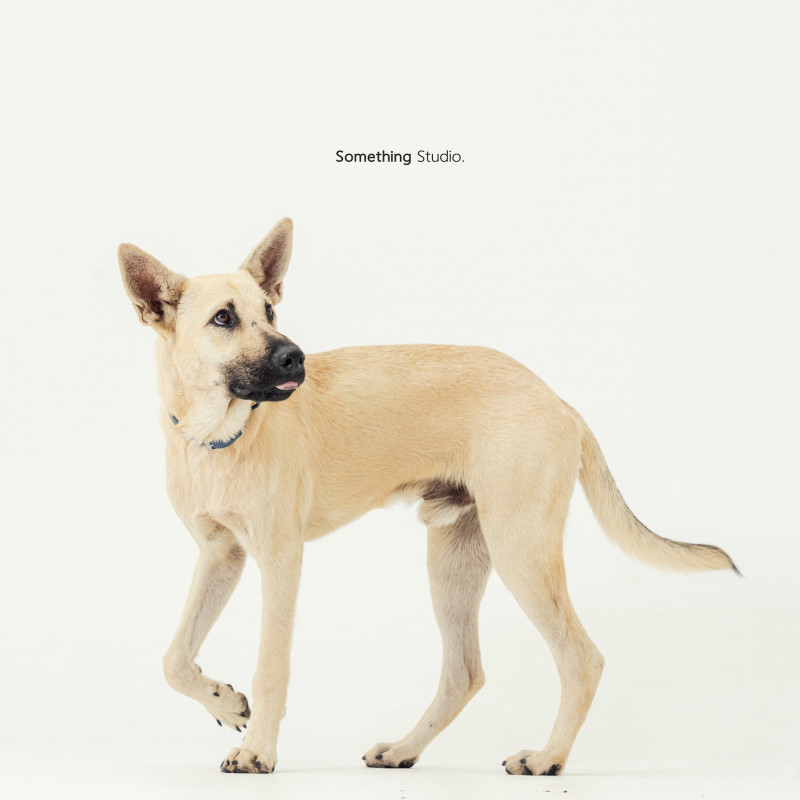 SOMETHINGSTUDIO,三牲工作室,三牲,中途攝影,寵物寫真,寵物攝影,寵物肖像,毛孩,毛孩寫真,汪星人,喵星人,兔星人,狗,米克斯,領養不棄養,領養代替購買