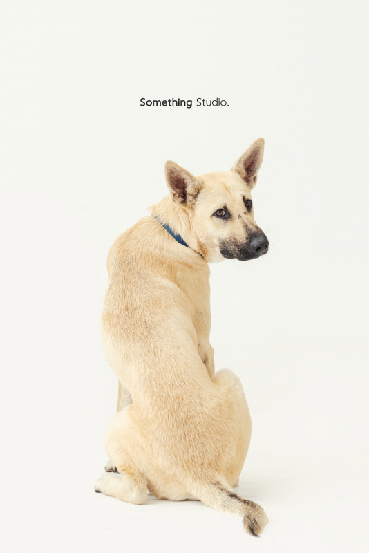 SOMETHINGSTUDIO,三牲工作室,三牲,中途攝影,寵物寫真,寵物攝影,寵物肖像,毛孩,毛孩寫真,汪星人,喵星人,兔星人,狗,米克斯,領養不棄養,領養代替購買