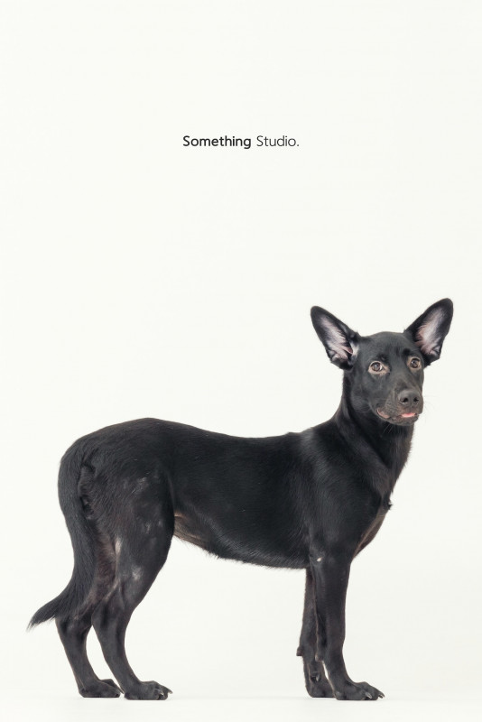 SOMETHINGSTUDIO,三牲工作室,三牲,中途攝影,寵物寫真,寵物攝影,寵物肖像,毛孩,毛孩寫真,汪星人,喵星人,兔星人,狗,米克斯,領養不棄養,領養代替購買