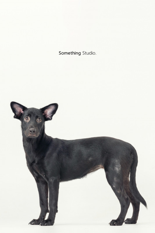 SOMETHINGSTUDIO,三牲工作室,三牲,中途攝影,寵物寫真,寵物攝影,寵物肖像,毛孩,毛孩寫真,汪星人,喵星人,兔星人,狗,米克斯,領養不棄養,領養代替購買