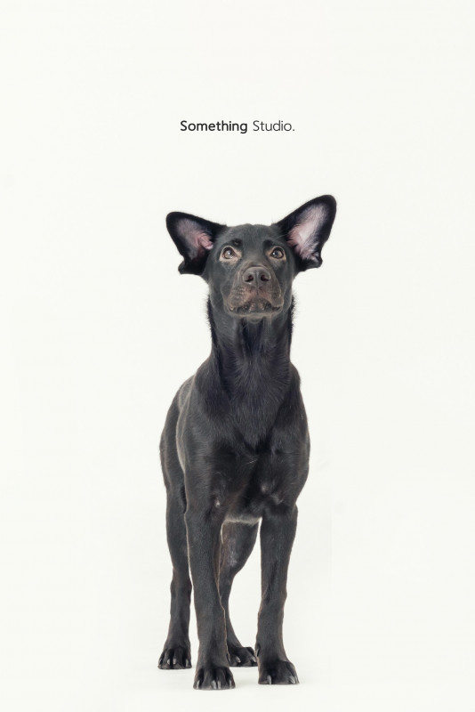 SOMETHINGSTUDIO,三牲工作室,三牲,中途攝影,寵物寫真,寵物攝影,寵物肖像,毛孩,毛孩寫真,汪星人,喵星人,兔星人,狗,米克斯,領養不棄養,領養代替購買