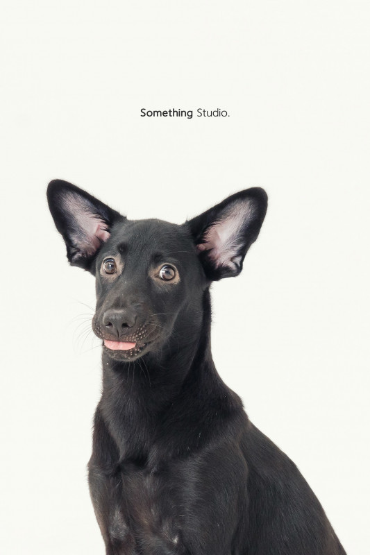 SOMETHINGSTUDIO,三牲工作室,三牲,中途攝影,寵物寫真,寵物攝影,寵物肖像,毛孩,毛孩寫真,汪星人,喵星人,兔星人,狗,米克斯,領養不棄養,領養代替購買