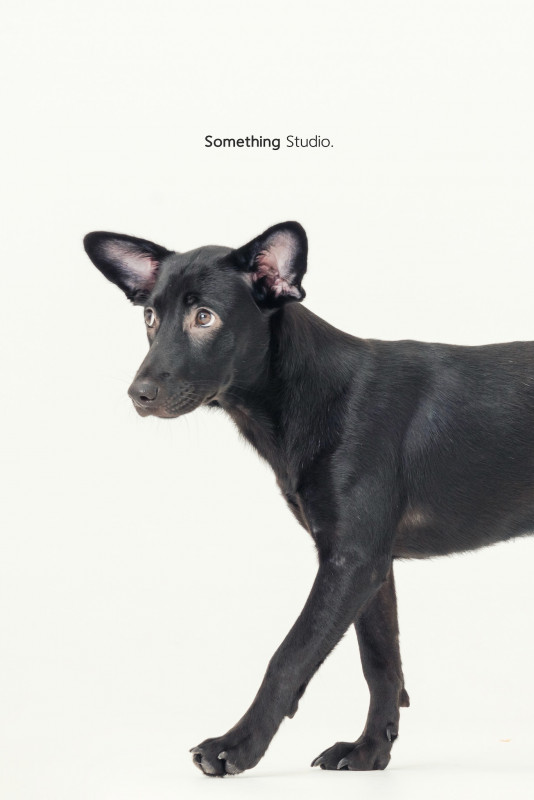 SOMETHINGSTUDIO,三牲工作室,三牲,中途攝影,寵物寫真,寵物攝影,寵物肖像,毛孩,毛孩寫真,汪星人,喵星人,兔星人,狗,米克斯,領養不棄養,領養代替購買