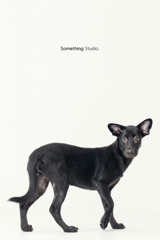 SOMETHINGSTUDIO,三牲工作室,三牲,中途攝影,寵物寫真,寵物攝影,寵物肖像,毛孩,毛孩寫真,汪星人,喵星人,兔星人,狗,米克斯,領養不棄養,領養代替購買