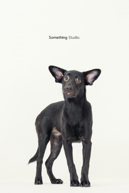 SOMETHINGSTUDIO,三牲工作室,三牲,中途攝影,寵物寫真,寵物攝影,寵物肖像,毛孩,毛孩寫真,汪星人,喵星人,兔星人,狗,米克斯,領養不棄養,領養代替購買