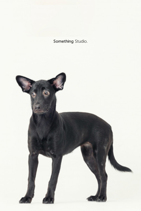 SOMETHINGSTUDIO,三牲工作室,三牲,中途攝影,寵物寫真,寵物攝影,寵物肖像,毛孩,毛孩寫真,汪星人,喵星人,兔星人,狗,米克斯,領養不棄養,領養代替購買