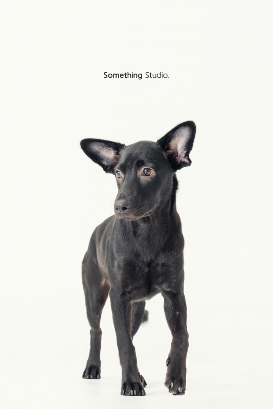 SOMETHINGSTUDIO,三牲工作室,三牲,中途攝影,寵物寫真,寵物攝影,寵物肖像,毛孩,毛孩寫真,汪星人,喵星人,兔星人,狗,米克斯,領養不棄養,領養代替購買