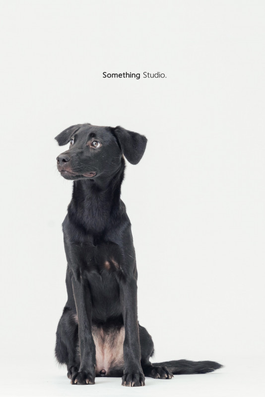 SOMETHINGSTUDIO,三牲工作室,三牲,中途攝影,寵物寫真,寵物攝影,寵物肖像,毛孩,毛孩寫真,汪星人,喵星人,兔星人,狗,米克斯,領養不棄養,領養代替購買