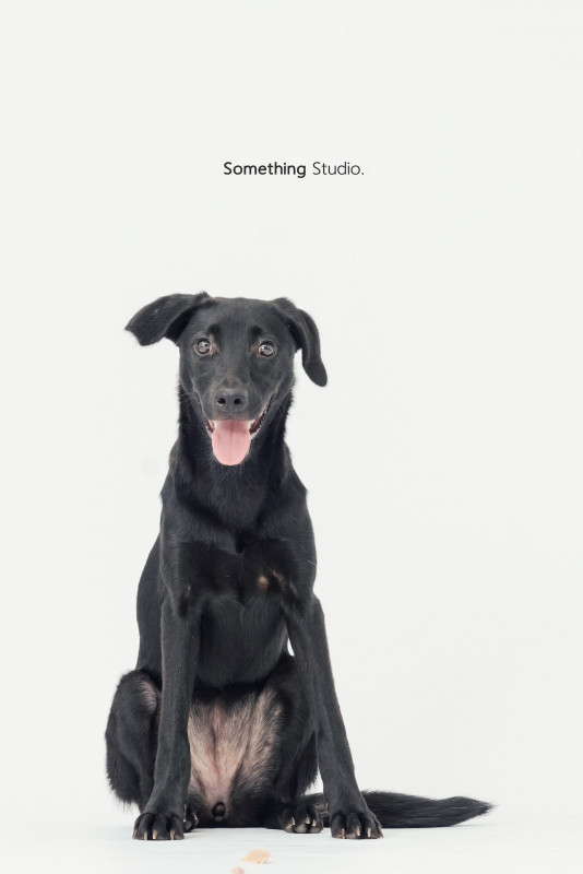 SOMETHINGSTUDIO,三牲工作室,三牲,中途攝影,寵物寫真,寵物攝影,寵物肖像,毛孩,毛孩寫真,汪星人,喵星人,兔星人,狗,米克斯,領養不棄養,領養代替購買
