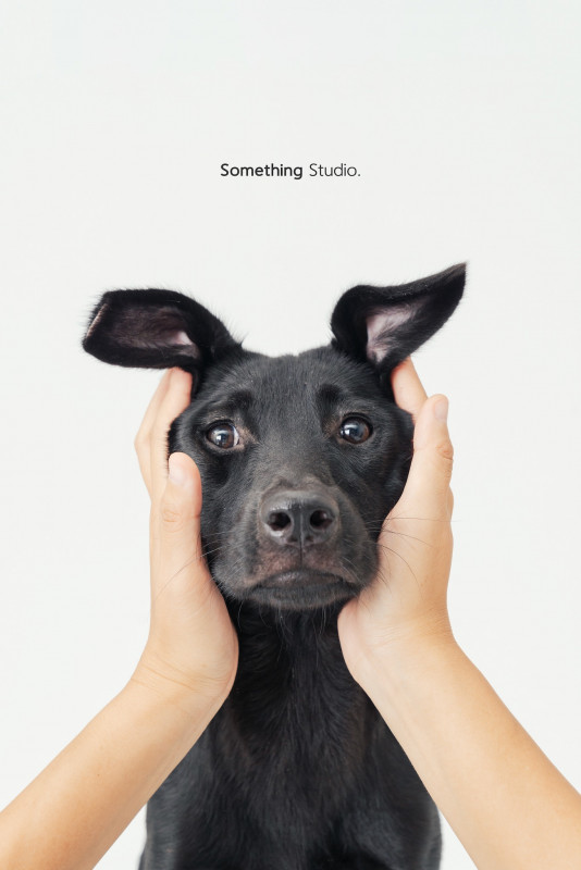 SOMETHINGSTUDIO,三牲工作室,三牲,中途攝影,寵物寫真,寵物攝影,寵物肖像,毛孩,毛孩寫真,汪星人,喵星人,兔星人,狗,米克斯,領養不棄養,領養代替購買