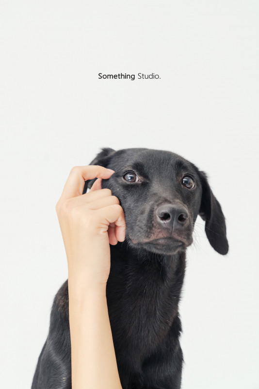 SOMETHINGSTUDIO,三牲工作室,三牲,中途攝影,寵物寫真,寵物攝影,寵物肖像,毛孩,毛孩寫真,汪星人,喵星人,兔星人,狗,米克斯,領養不棄養,領養代替購買