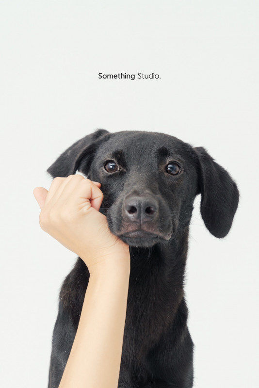 SOMETHINGSTUDIO,三牲工作室,三牲,中途攝影,寵物寫真,寵物攝影,寵物肖像,毛孩,毛孩寫真,汪星人,喵星人,兔星人,狗,米克斯,領養不棄養,領養代替購買