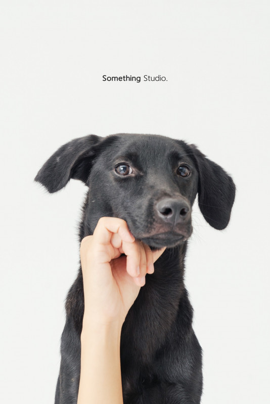 SOMETHINGSTUDIO,三牲工作室,三牲,中途攝影,寵物寫真,寵物攝影,寵物肖像,毛孩,毛孩寫真,汪星人,喵星人,兔星人,狗,米克斯,領養不棄養,領養代替購買
