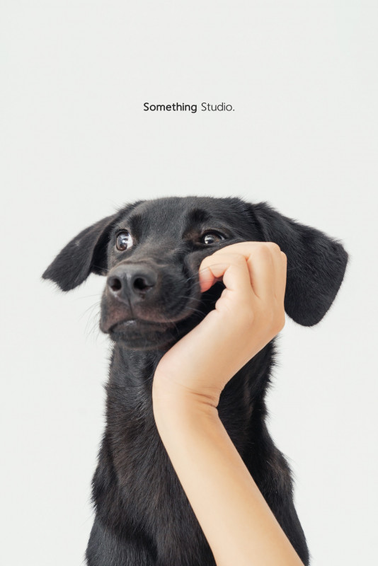 SOMETHINGSTUDIO,三牲工作室,三牲,中途攝影,寵物寫真,寵物攝影,寵物肖像,毛孩,毛孩寫真,汪星人,喵星人,兔星人,狗,米克斯,領養不棄養,領養代替購買