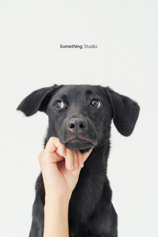 SOMETHINGSTUDIO,三牲工作室,三牲,中途攝影,寵物寫真,寵物攝影,寵物肖像,毛孩,毛孩寫真,汪星人,喵星人,兔星人,狗,米克斯,領養不棄養,領養代替購買