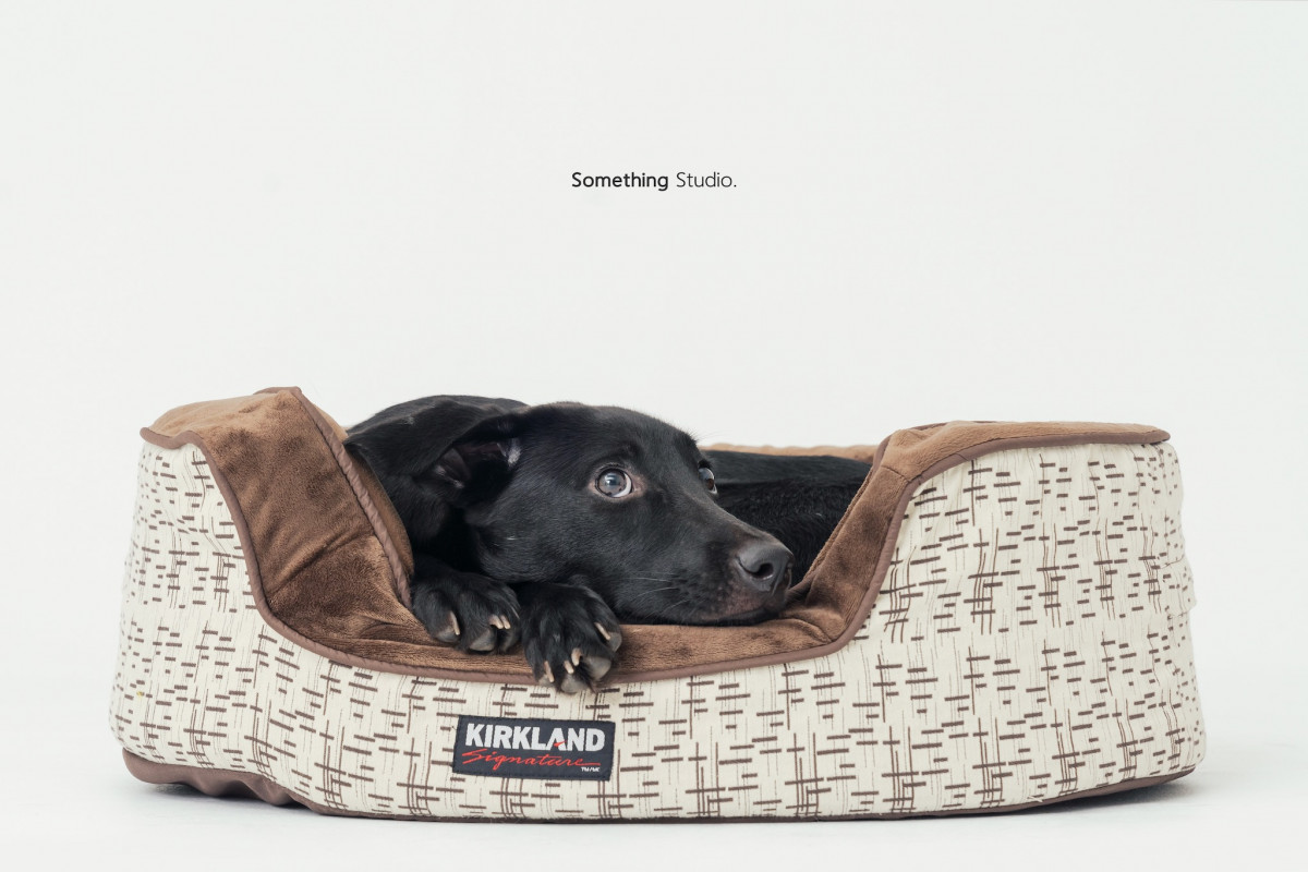 SOMETHINGSTUDIO,三牲工作室,三牲,中途攝影,寵物寫真,寵物攝影,寵物肖像,毛孩,毛孩寫真,汪星人,喵星人,兔星人,狗,米克斯,領養不棄養,領養代替購買