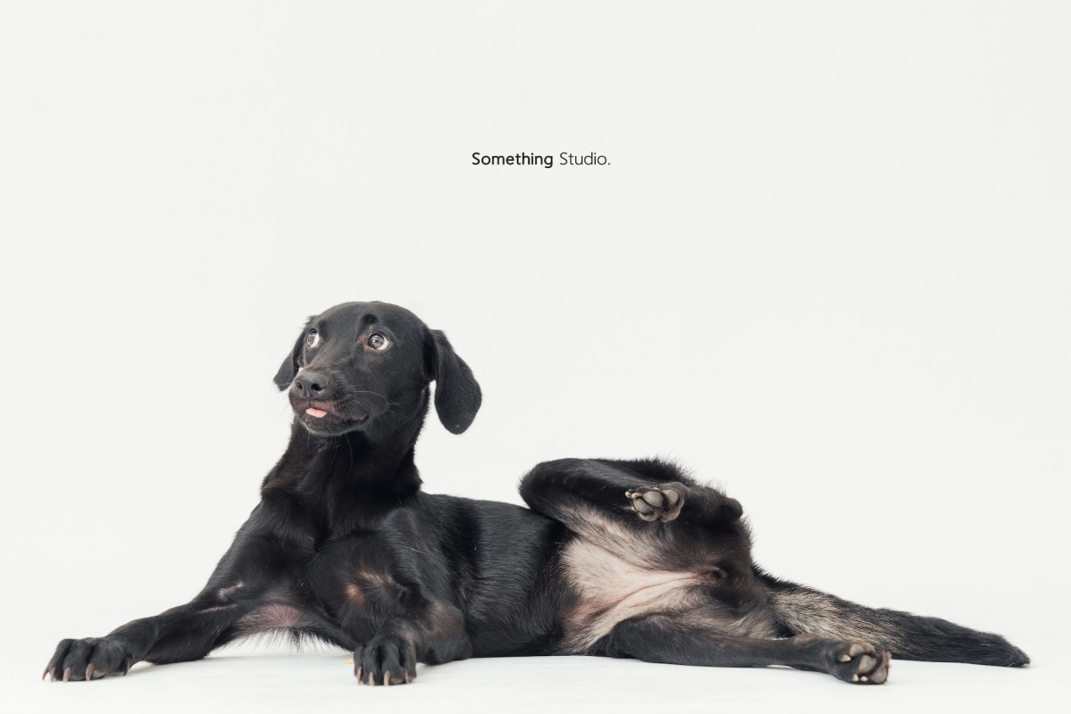 SOMETHINGSTUDIO,三牲工作室,三牲,中途攝影,寵物寫真,寵物攝影,寵物肖像,毛孩,毛孩寫真,汪星人,喵星人,兔星人,狗,米克斯,領養不棄養,領養代替購買