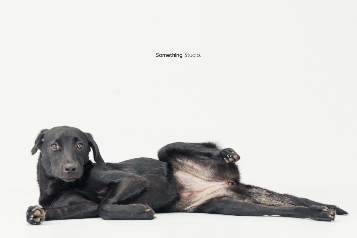 SOMETHINGSTUDIO,三牲工作室,三牲,中途攝影,寵物寫真,寵物攝影,寵物肖像,毛孩,毛孩寫真,汪星人,喵星人,兔星人,狗,米克斯,領養不棄養,領養代替購買