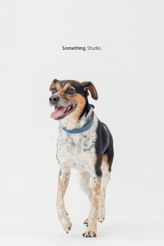 SOMETHINGSTUDIO,三牲工作室,三牲,中途攝影,寵物寫真,寵物攝影,寵物肖像,毛孩,毛孩寫真,汪星人,喵星人,兔星人,狗,米克斯,領養不棄養,領養代替購買