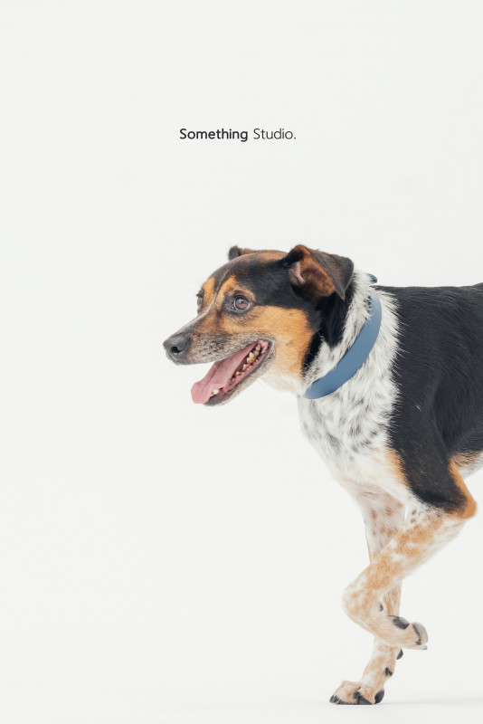 SOMETHINGSTUDIO,三牲工作室,三牲,中途攝影,寵物寫真,寵物攝影,寵物肖像,毛孩,毛孩寫真,汪星人,喵星人,兔星人,狗,米克斯,領養不棄養,領養代替購買