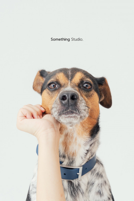 SOMETHINGSTUDIO,三牲工作室,三牲,中途攝影,寵物寫真,寵物攝影,寵物肖像,毛孩,毛孩寫真,汪星人,喵星人,兔星人,狗,米克斯,領養不棄養,領養代替購買