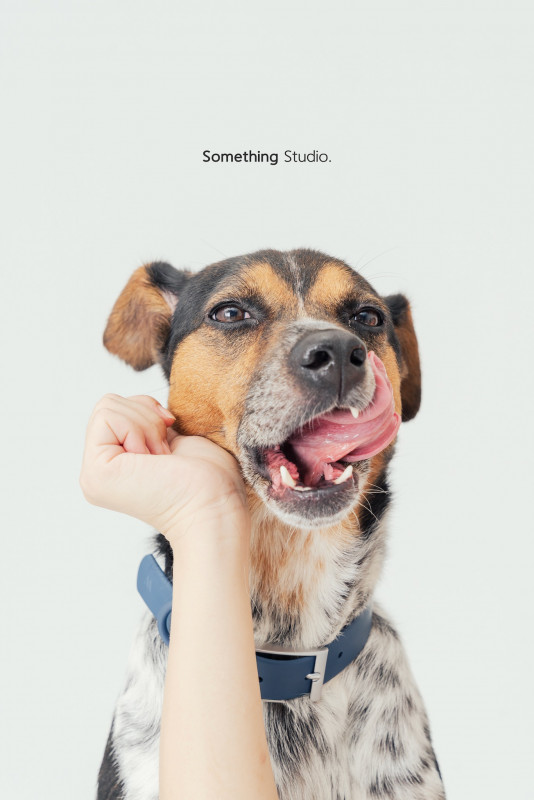 SOMETHINGSTUDIO,三牲工作室,三牲,中途攝影,寵物寫真,寵物攝影,寵物肖像,毛孩,毛孩寫真,汪星人,喵星人,兔星人,狗,米克斯,領養不棄養,領養代替購買
