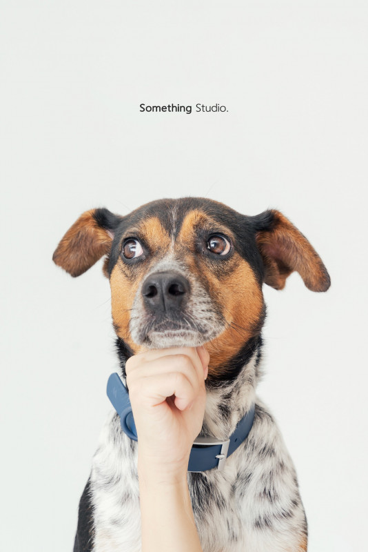 SOMETHINGSTUDIO,三牲工作室,三牲,中途攝影,寵物寫真,寵物攝影,寵物肖像,毛孩,毛孩寫真,汪星人,喵星人,兔星人,狗,米克斯,領養不棄養,領養代替購買