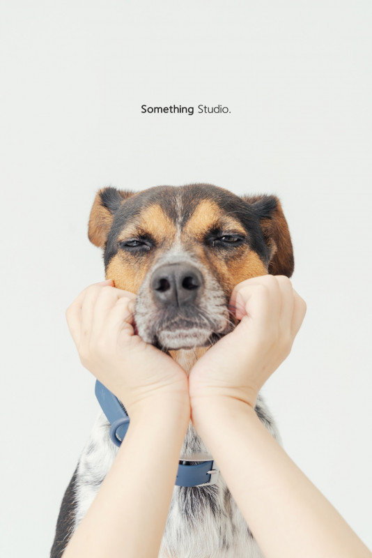 SOMETHINGSTUDIO,三牲工作室,三牲,中途攝影,寵物寫真,寵物攝影,寵物肖像,毛孩,毛孩寫真,汪星人,喵星人,兔星人,狗,米克斯,領養不棄養,領養代替購買