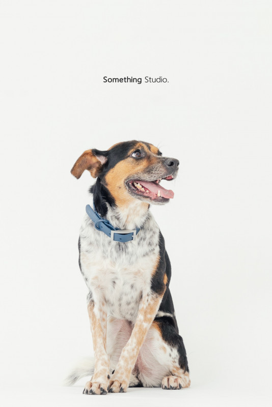 SOMETHINGSTUDIO,三牲工作室,三牲,中途攝影,寵物寫真,寵物攝影,寵物肖像,毛孩,毛孩寫真,汪星人,喵星人,兔星人,狗,米克斯,領養不棄養,領養代替購買