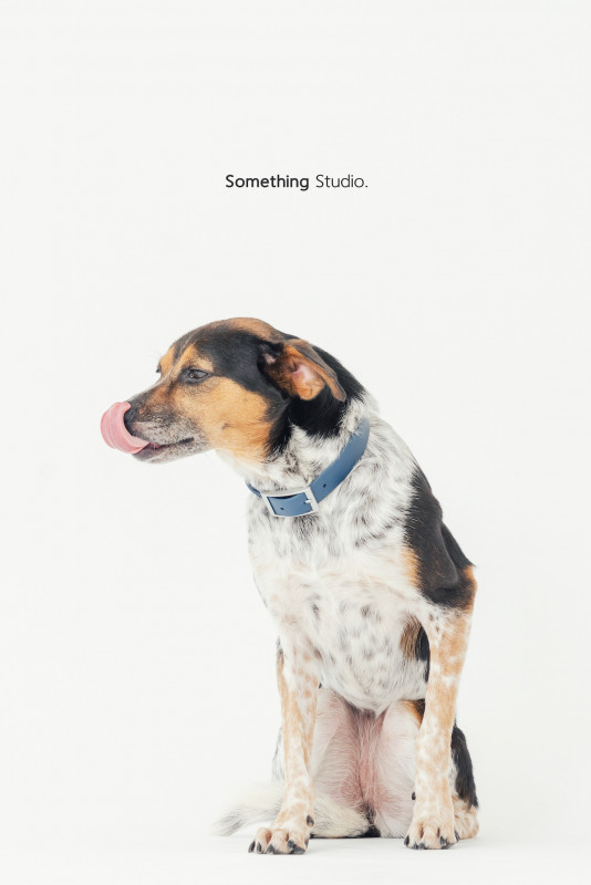 SOMETHINGSTUDIO,三牲工作室,三牲,中途攝影,寵物寫真,寵物攝影,寵物肖像,毛孩,毛孩寫真,汪星人,喵星人,兔星人,狗,米克斯,領養不棄養,領養代替購買