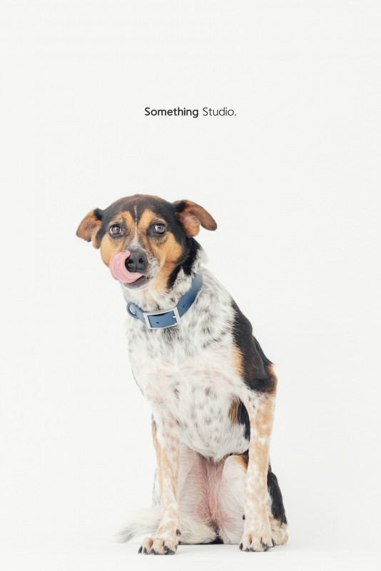 SOMETHINGSTUDIO,三牲工作室,三牲,中途攝影,寵物寫真,寵物攝影,寵物肖像,毛孩,毛孩寫真,汪星人,喵星人,兔星人,狗,米克斯,領養不棄養,領養代替購買