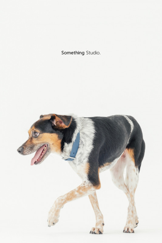 SOMETHINGSTUDIO,三牲工作室,三牲,中途攝影,寵物寫真,寵物攝影,寵物肖像,毛孩,毛孩寫真,汪星人,喵星人,兔星人,狗,米克斯,領養不棄養,領養代替購買