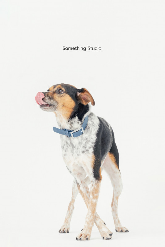 SOMETHINGSTUDIO,三牲工作室,三牲,中途攝影,寵物寫真,寵物攝影,寵物肖像,毛孩,毛孩寫真,汪星人,喵星人,兔星人,狗,米克斯,領養不棄養,領養代替購買