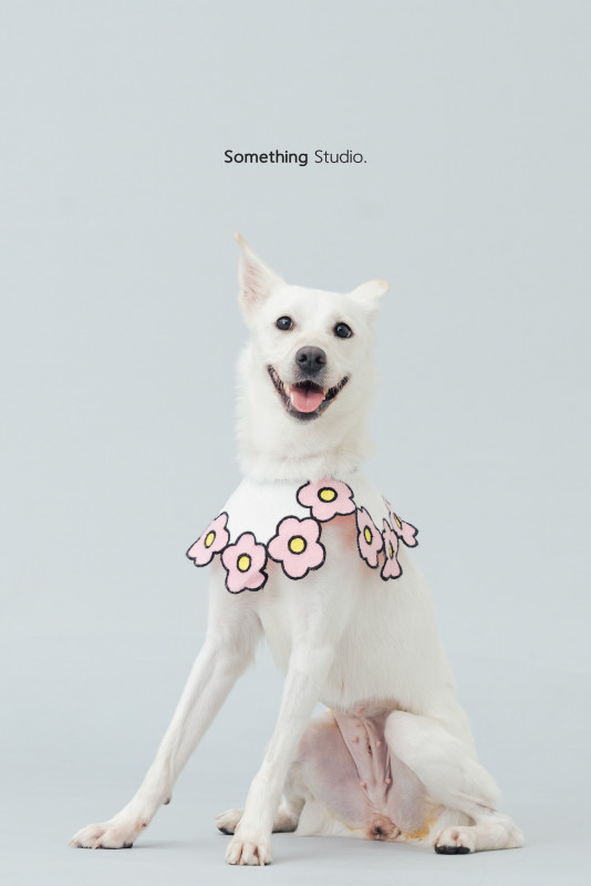 SOMETHINGSTUDIO,三牲工作室,三牲,中途攝影,寵物寫真,寵物攝影,寵物肖像,毛孩,毛孩寫真,汪星人,喵星人,兔星人,狗,米克斯,領養不棄養,領養代替購買