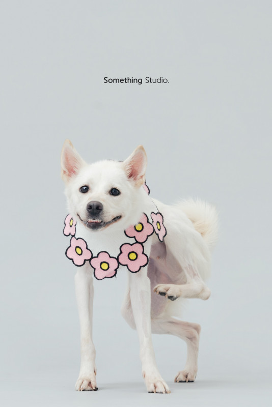 SOMETHINGSTUDIO,三牲工作室,三牲,中途攝影,寵物寫真,寵物攝影,寵物肖像,毛孩,毛孩寫真,汪星人,喵星人,兔星人,狗,米克斯,領養不棄養,領養代替購買