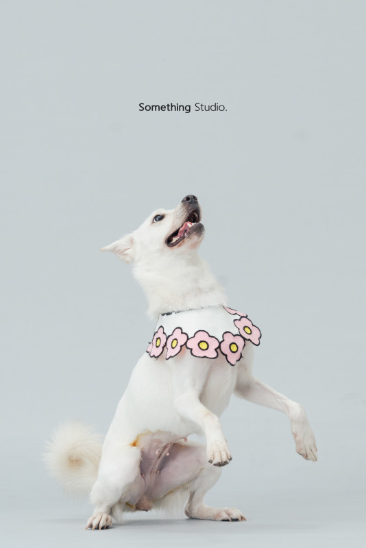 SOMETHINGSTUDIO,三牲工作室,三牲,中途攝影,寵物寫真,寵物攝影,寵物肖像,毛孩,毛孩寫真,汪星人,喵星人,兔星人,狗,米克斯,領養不棄養,領養代替購買