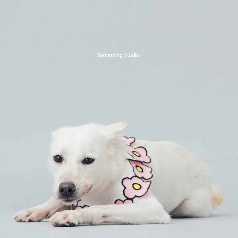 SOMETHINGSTUDIO,三牲工作室,三牲,中途攝影,寵物寫真,寵物攝影,寵物肖像,毛孩,毛孩寫真,汪星人,喵星人,兔星人,狗,米克斯,領養不棄養,領養代替購買